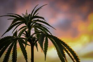 Read more about the article 3 Ways to Welcome 2025 With Cannabis